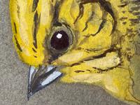 Watercolour "Yellowhammer" Passerine Bird Study By Rolston Gudgeon RSW (32 of 34) Watercolour "Yellowhammer" Passerine Bird Study By Rolston Gudgeon RSW (32 of 34)