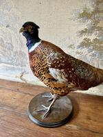 Taxidermy Pheasant & Partridge (2 of 4) Taxidermy Pheasant & Partridge (2 of 4)
