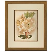 Astonishing Rhododendron Auckland Chromolithograph. Robinson. 1871-1881 (2 of 3) Astonishing Rhododendron Auckland Chromolithograph. Robinson. 1871-1881 (2 of 3)