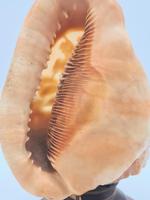 Vintage Italian Carved Cameo Conch Shell Lamp (4 of 5) Vintage Italian Carved Cameo Conch Shell Lamp (4 of 5)