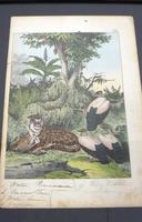 6 Framed Animal Coloured Pictures Plates C1877 Sketches from Nature - N America & Canada (4 of 12) 6 Framed Animal Coloured Pictures Plates C1877 Sketches from Nature - N America & Canada (4 of 12)
