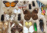 Large Antique Specimen Butterfly & Insect Case (6 of 10) Large Antique Specimen Butterfly & Insect Case (6 of 10)