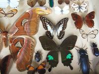 Large Antique Specimen Butterfly & Insect Case (5 of 10) Large Antique Specimen Butterfly & Insect Case (5 of 10)