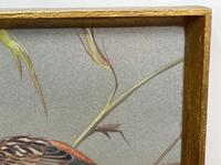 Watercolour "Yellowhammer" Passerine Bird Study By Rolston Gudgeon RSW (13 of 34) Watercolour "Yellowhammer" Passerine Bird Study By Rolston Gudgeon RSW (13 of 34)