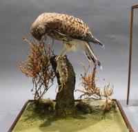 Fine Edwardian Cased Taxidermy Kestrel (10 of 10) Fine Edwardian Cased Taxidermy Kestrel (10 of 10)