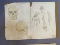 Anatomical Studies (6 of 11) Anatomical Studies (6 of 11)