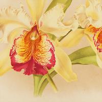 Incredibly Romantic Orchid Chromolithograph 1871-1881 (4 of 4) Incredibly Romantic Orchid Chromolithograph 1871-1881 (4 of 4)