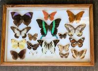 Colourful Tropical Butterfly Specimens in Display Case