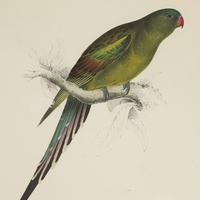 Set of Four 19th Century Bird Lithographs by Edward Lear (4 of 5) Set of Four 19th Century Bird Lithographs by Edward Lear (4 of 5)