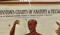 Large University Anatomical Chart “Muscles” by Turner (5 of 7) Large University Anatomical Chart “Muscles” by Turner (5 of 7)