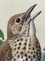 Watercolour "Chirping Song Thrush Bird" Signed Charles Frederick Tunnicliffe OBE RA 1901-1979 (11 of 35) Watercolour "Chirping Song Thrush Bird" Signed Charles Frederick Tunnicliffe OBE RA 1901-1979 (11 of 35)