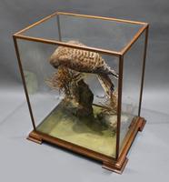 Fine Edwardian Cased Taxidermy Kestrel (6 of 10) Fine Edwardian Cased Taxidermy Kestrel (6 of 10)