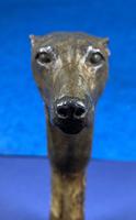 Late Victorian Birch Greyhound Walking Stick (6 of 21) Late Victorian Birch Greyhound Walking Stick (6 of 21)