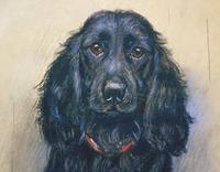 Marion Harvey 1886-1971 Portrait of a Black Spaniel (9 of 9) Marion Harvey 1886-1971 Portrait of a Black Spaniel (9 of 9)