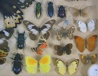 Antique Insect and Butterfly Specimens Collection (4 of 7) Antique Insect and Butterfly Specimens Collection (4 of 7)