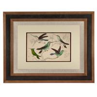 Hand Coloured 'Glorious Hummingbird Two' Lithograph. Goldsmith 1875 (4 of 4) Hand Coloured 'Glorious Hummingbird Two' Lithograph. Goldsmith 1875 (4 of 4)