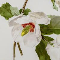 Beautiful 'White Magnolias' Chromolithograph. Henry G Moon. 1903 (2 of 4) Beautiful 'White Magnolias' Chromolithograph. Henry G Moon. 1903 (2 of 4)