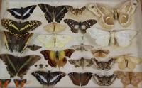 Antique Butterfly and Moth Cased Specimen Collection (5 of 7) Antique Butterfly and Moth Cased Specimen Collection (5 of 7)