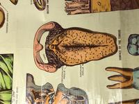 Vintage Medical Anatomical Elementary Physiology Chart Poster Early Arnold No 5 (7 of 19) Vintage Medical Anatomical Elementary Physiology Chart Poster Early Arnold No 5 (7 of 19)