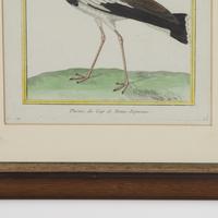 Set of Twelve Bird Hand Coloured Engravings by Martinet (5 of 5) Set of Twelve Bird Hand Coloured Engravings by Martinet (5 of 5)