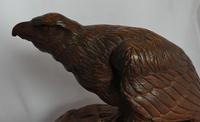 Rare and beautiful carving of a young eagle, 19th century (5 of 6) Rare and beautiful carving of a young eagle, 19th century (5 of 6)