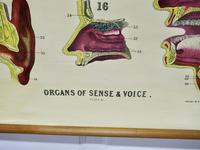 Large University Anatomical Chart “Organs of Sense & Voice” by Turner (6 of 7) Large University Anatomical Chart “Organs of Sense & Voice” by Turner (6 of 7)