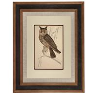 Hand Coloured 'Hunting Owl' Lithograph. Goldsmith 1875 (2 of 4) Hand Coloured 'Hunting Owl' Lithograph. Goldsmith 1875 (2 of 4)