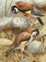 Ornithological Watercolour Finches Birds Study by Florence Barlow Royal Doulton (14 of 40) Ornithological Watercolour Finches Birds Study by Florence Barlow Royal Doulton (14 of 40)