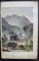 6 Framed Animal Coloured Pictures Plates C1877 Sketches from Nature - India (5 of 14) 6 Framed Animal Coloured Pictures Plates C1877 Sketches from Nature - India (5 of 14)