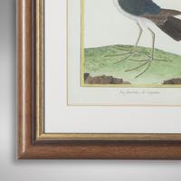Set of Twelve Bird Hand Coloured Engravings by Martinet (2 of 5) Set of Twelve Bird Hand Coloured Engravings by Martinet (2 of 5)