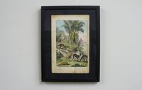 6 Framed Animal Coloured Pictures Plates C1877 Sketches from Nature - India (13 of 14) 6 Framed Animal Coloured Pictures Plates C1877 Sketches from Nature - India (13 of 14)