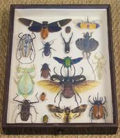 Fabulous Antique Collection Cased Butterfly & Insect Specimens (3 of 8) Fabulous Antique Collection Cased Butterfly & Insect Specimens (3 of 8)