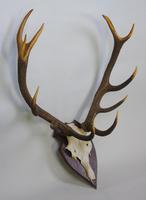 Large Set of Antique Antlers on Shield Hunting Trophy (4 of 6) Large Set of Antique Antlers on Shield Hunting Trophy (4 of 6)