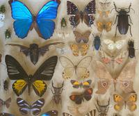 Antique Specimen Butterfly & Insect Case (4 of 8) Antique Specimen Butterfly & Insect Case (4 of 8)