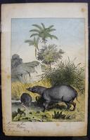 6 Framed Animal Coloured Pictures Plates C1877 Sketches from Nature - India (4 of 14) 6 Framed Animal Coloured Pictures Plates C1877 Sketches from Nature - India (4 of 14)