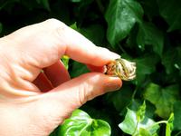 18ct Yellow Gold Snake Dress Ring - Antique Victorian 1898 (2 of 9) 18ct Yellow Gold Snake Dress Ring - Antique Victorian 1898 (2 of 9)