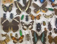 Good Antique Butterfly & Insect Specimens Collection (4 of 8) Good Antique Butterfly & Insect Specimens Collection (4 of 8)