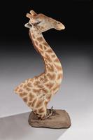 Rare And Extremely Well Prepared Late 20th Century Taxidermy African Bull Giraffe (11 of 14) Rare And Extremely Well Prepared Late 20th Century Taxidermy African Bull Giraffe (11 of 14)