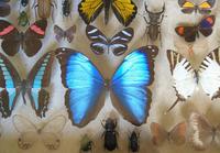 Antique Specimen Butterfly & Insect Case (5 of 8) Antique Specimen Butterfly & Insect Case (5 of 8)