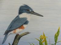 Oil on Canvas Study of a Kingfisher Listed Artist Geoffrey Campbell Black (9 of 10) Oil on Canvas Study of a Kingfisher Listed Artist Geoffrey Campbell Black (9 of 10)