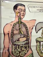 Vintage Medical Anatomical Elementary Physiology Chart Poster Early Arnold No 5 (5 of 19) Vintage Medical Anatomical Elementary Physiology Chart Poster Early Arnold No 5 (5 of 19)