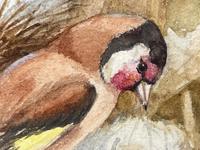 Ornithological Watercolour Finches Birds Study by Florence Barlow Royal Doulton (10 of 40) Ornithological Watercolour Finches Birds Study by Florence Barlow Royal Doulton (10 of 40)