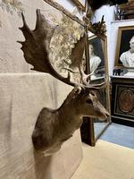 Item Additional Image