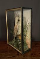 Decorative Cased Taxidermy Barn Owl (8 of 10) Decorative Cased Taxidermy Barn Owl (8 of 10)