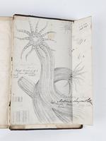 British Sea Anemones - Antique Book (1 of 23)