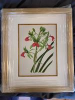 Beautiful 'Cymbidium Orchid' Rare Chromolithograph 1903 (2 of 4) Beautiful 'Cymbidium Orchid' Rare Chromolithograph 1903 (2 of 4)