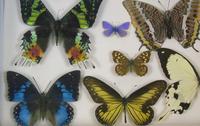 Antique Specimen Butterfly Case (2 of 5) Antique Specimen Butterfly Case (2 of 5)