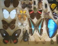 Antique Specimen Butterfly & Insect Case (6 of 8) Antique Specimen Butterfly & Insect Case (6 of 8)