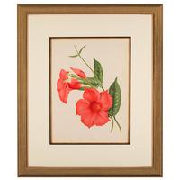 Vibrant 'Dipladenia Profusa (Hort)'' Chromolithograph 1871-1881 (3 of 4) Vibrant 'Dipladenia Profusa (Hort)'' Chromolithograph 1871-1881 (3 of 4)