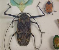 Fabulous Antique Collection Cased Butterfly & Insect Specimens (7 of 8) Fabulous Antique Collection Cased Butterfly & Insect Specimens (7 of 8)